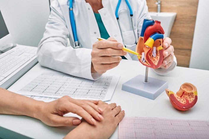 A cardiologist showing a model of a heart