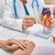 A cardiologist showing a model of a heart